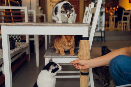 Domestic life with pet. Young man gives his cat meat snack.