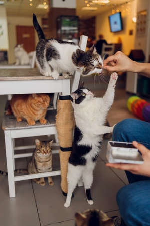 Domestic life with pet. Young man gives his cat meat snack.の写真素材