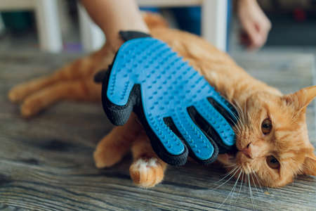 Man grooming cat with special gloves. Pet care.の写真素材