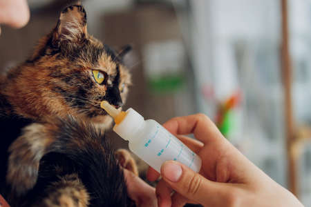 Cute newborn kitten with dropper milk on woman hands. Feeding kitty without mother. Domestic pet baby nursing. Newborn kitten health care. Orphaned newborn cat eat milk. Replacing cat mother.の写真素材