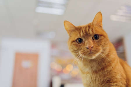 Red lazy cat with big eyes. Cute lovely fluffy cat.の写真素材