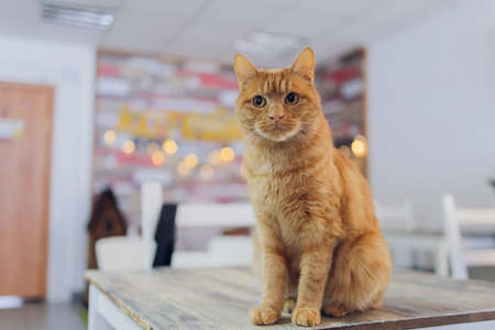 Red lazy cat with big eyes. Cute lovely fluffy cat.の写真素材