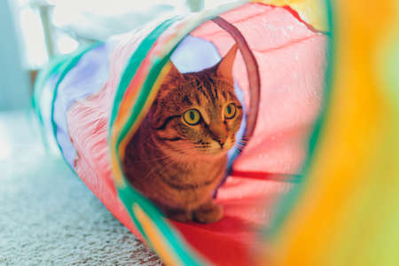 Calico Cat Framed and Alert in Cat Tunnel Toy.の写真素材