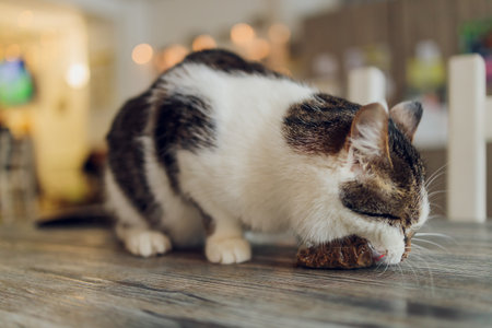 cat sits on a chair at the table with a plate and fork. Cat food concept,の写真素材
