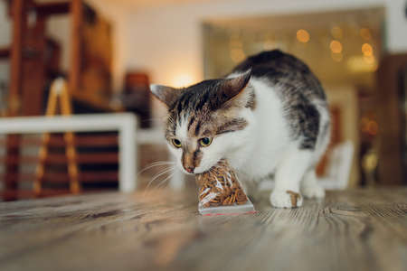 cat sits on a chair at the table with a plate and fork. Cat food concept,の写真素材
