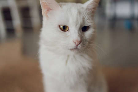Adorable tabby cat sitting on kitchen floor staring at camera.の写真素材