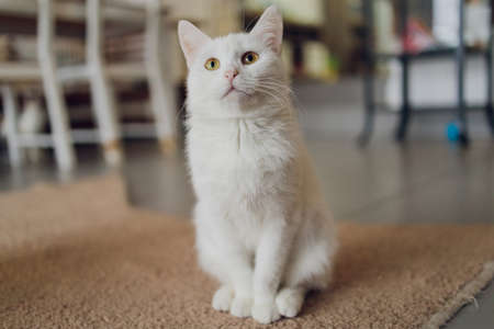 Adorable tabby cat sitting on kitchen floor staring at camera.の写真素材