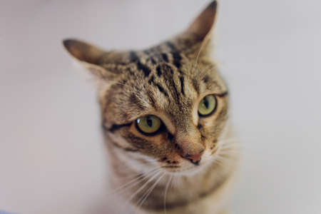 Adorable tabby cat sitting on kitchen floor staring at camera.の写真素材