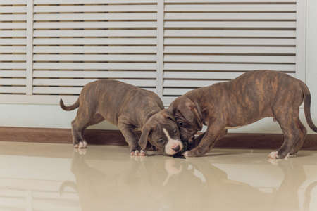Mystified blue American Bully puppy curiously walking forward with its mouth.の写真素材