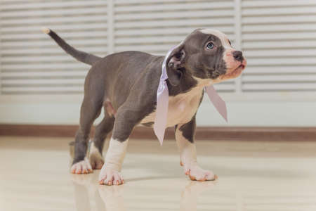 blue American Bully puppy curiously walking forward with its mouth.の写真素材