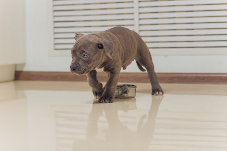 Mystified blue American Bully puppy curiously walking forward with its mouth.の写真素材