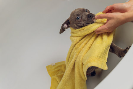 American Bully bathing, Pitbull, dog cleaning, dog wet a bath yellow towel.