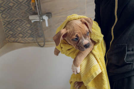 American Bully bathing, Pitbull, dog cleaning, dog wet a bath yellow towel.の写真素材