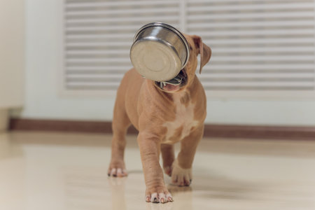 Mystified blue American Bully puppyの写真素材