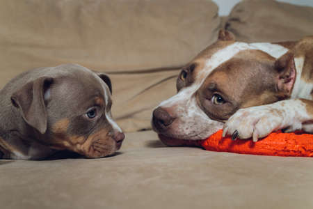 Two cute bully puppie and bully on sofa at home.の写真素材