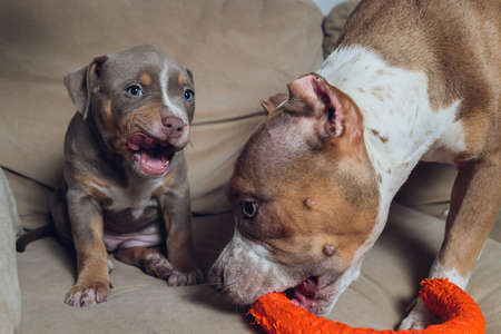 Two cute bully puppie and bully on sofa at home.の写真素材