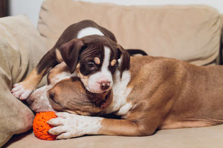 Two cute bully puppie and bully on sofa at home.の写真素材
