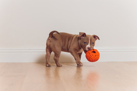 Mystified blue American Bully puppy curiously walking forward with its mouth.の写真素材