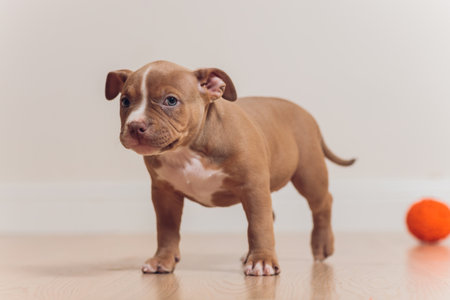 Mystified blue American Bully puppy curiously walking forward with its mouth.の写真素材