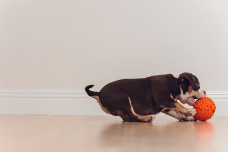 Mystified blue American Bully puppy curiously walking forward with its mouth.の写真素材