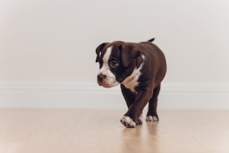 Mystified blue American Bully puppy curiously walking forward with its mouth.の写真素材