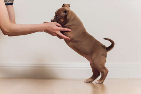 Mystified blue American Bully puppy curiously walking forward with its mouth.の写真素材