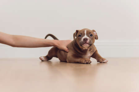 Mystified blue American Bully puppy curiously walking forward with its mouth.の写真素材