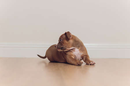 Mystified blue American Bully puppy curiously walking forward with its mouth.の写真素材