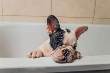 French bulldog at grooming salon having bath.