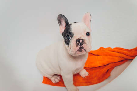 French bulldog at grooming salon having bath.の写真素材