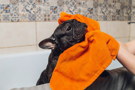 French bulldog at grooming salon having bath.の写真素材