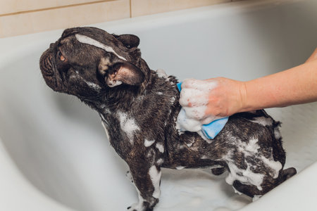 French bulldog at grooming salon having bath.の写真素材
