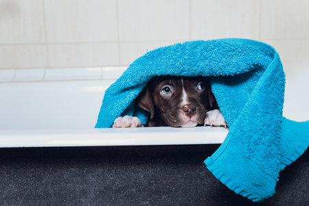 American Bully bathing, Pitbull, dog cleaning, dog wet a bath turquoise towel.