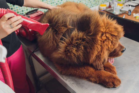 drying and combing wool of dog in grooming salon, professional groomer carefully handle with Tibetan Mastiff. beauty care procedures of dogs in salon.の写真素材