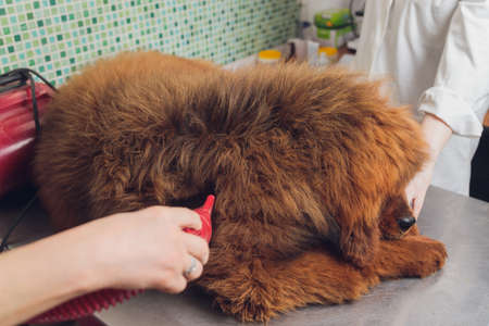 drying and combing wool of dog in grooming salon, professional groomer carefully handle with Tibetan Mastiff. beauty care procedures of dogs in salon.の写真素材