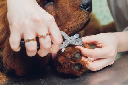 close up of cutting dog nail with specialty tool.の写真素材