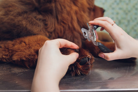close up of cutting dog nail with specialty tool.の写真素材