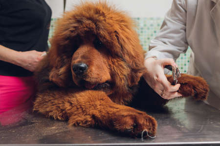 close up of cutting dog nail with specialty tool.