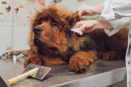 professional groomer comb the dogs paw, grooming dogs at veterinary clinic, take care of pedigree dogs.の写真素材