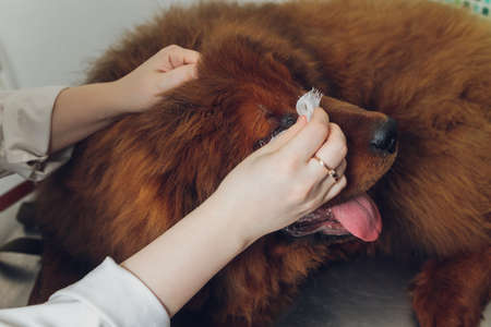 professional groomer comb the dogs paw, grooming dogs at veterinary clinic, take care of pedigree dogs.の写真素材