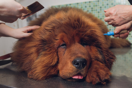 professional groomer comb the dogs paw, grooming dogs at veterinary clinic, take care of pedigree dogs.の写真素材