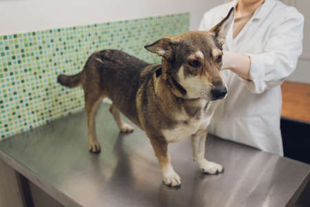Vet examines the dogs ears in his office.の写真素材