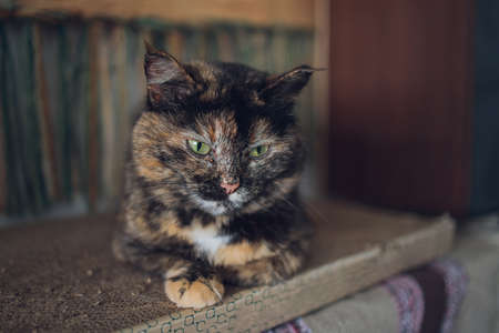 Beautiful pet cat sitting on table at home looking at camera. Relaxing fluffy hairy striped domestic animal with green eyes. Adorable furry kitten feline friend indoors.の写真素材