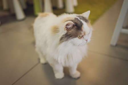 Adorable tabby cat sitting on kitchen floor staring at camera.の写真素材