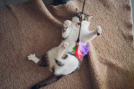 Cat playing ball. Scottish silver breed. Girl playing with a cat.の写真素材