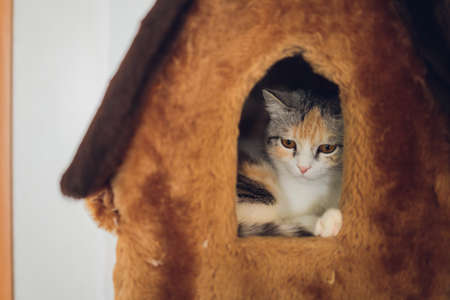 Front view of cute beautiful cat sleeping in her dreams on a classic British patterned quilt.の写真素材