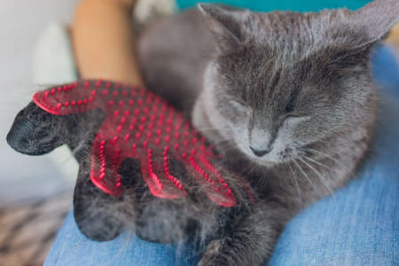 Man grooming cat with special gloves. Pet care.の写真素材