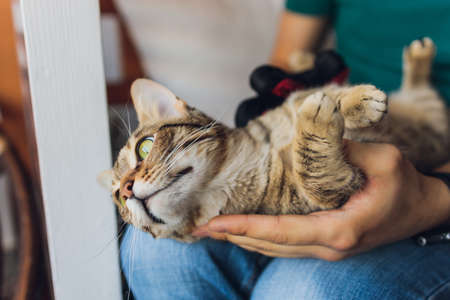 Man grooming cat with special gloves. Pet care.の写真素材