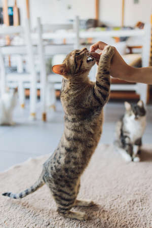 Domestic life with pet. Young man gives his cat meat snack.の写真素材