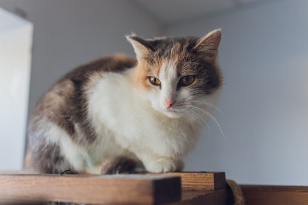 Adorable tabby cat sitting on kitchen floor staring at camera.の写真素材